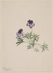Violette à pied d