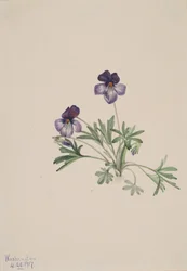 Violette pédatée, 1917