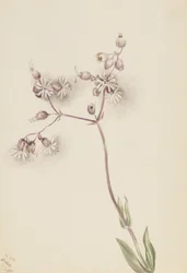 Campion vésiculeux (Silene latifolia)