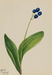 Perle bleue (Clintonia borealis)