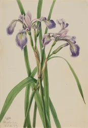 Iris versicolore