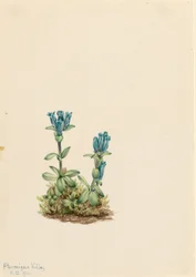 Gentiane verte (Gentiana glauca)