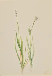 Tofieldie intermédiaire, 1920