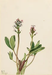 Fève des marais (Menyanthes trifoliata)