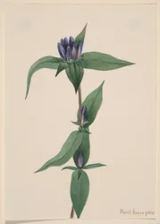 Gentiane bouteille (Gentiana saponaria)