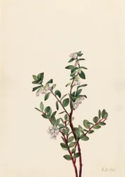 Box Huckleberry (Gaylussacia brachycera)