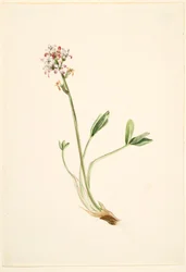 Haricot (Menyanthes trifoliata)