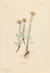 Pattes-de-chat chamois (Antennaria luzuloides)