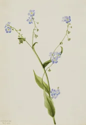 Myosotis des champs Lappula diffusa, 1903