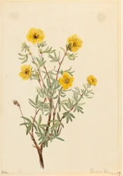 Potentille fruticosa, 1917