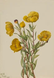 Pavot de brousse Dendromecon rigide, 1927