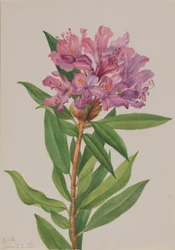 Rhododendron californien (Rhododendron californicum)
