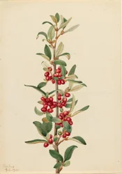 Lepargyre du Canada (Lepargyrea canadensis)