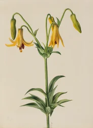 Lys du Canada (Lilium canadense)