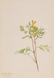 Capnoides aureum, 1918