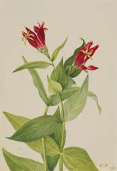 Rose de Caroline (Spigelia marylandica)