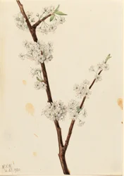 Prunier de Chickasaw (Prunus angustifolia)