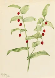 Streptope à feuilles embrassantes Streptopus amplexifolius, 1916