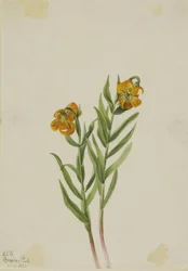 Lys de Columbia (Lilium columbianum)
