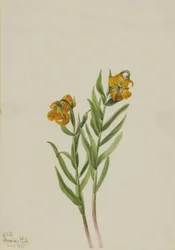 Lys de Columbia Lilium columbianum, 1925