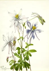 Ancolie (Aquilegia ecalcarata)