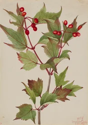 Viorne pauciflore, 1923