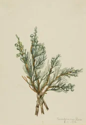 Genévrier rampant (Juniperus horizontalis)