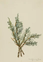 Genévrier rampant Juniperus horizontalis, 1918