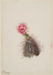 Cactus concombre, 1939