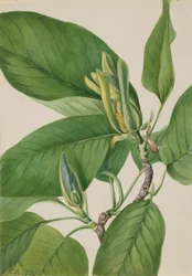 Concombre (Magnolia acuminata)