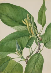 Magnolia acuminata, 1922
