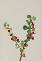 Groseille (non finie) (Ribes species)