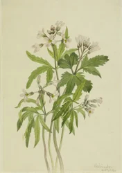 Dentaire coupée (Dentaria laciniata)