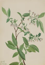 Polycodium stamineum