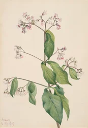 Apocynum androsaemifolium