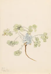 Physaria didymocarpa (Physaria didymocarpa)