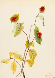 Chèvrefeuille de Douglas (Lonicera glaucescens)