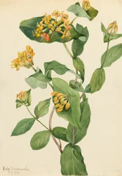 Chèvrefeuille de Douglas Lonicera glaucescens, 1919