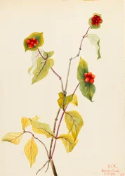Chèvrefeuille de Douglas Lonicera glaucescens