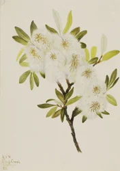 Saule de Drummond Salix drummondiana, 1921
