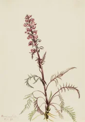 Pedicularis groenlandica, 1916