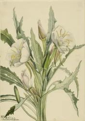 Onagre (Pachyoplus hirsutus)