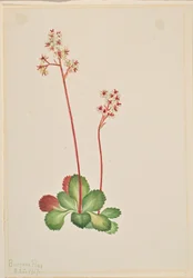 Saxifrage à feuilles persistantes (Leptarrhena pyrolifolia)