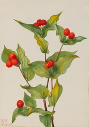 Clochettes de fée, 1933