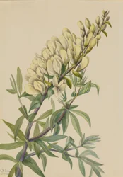 Indigo faux Baptista bructeata, 1932