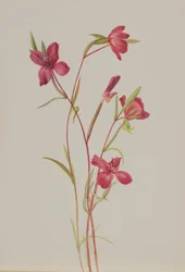 Adieu au printemps Godetia amoena lilja, vers 1930