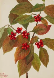 Cornouiller fleuri Cornus florida, 1926