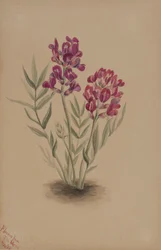 Fleurs de la Mesa