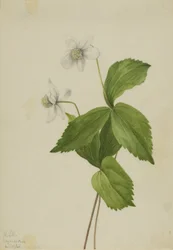 Anémone des forêts (Anemone deltoidea)