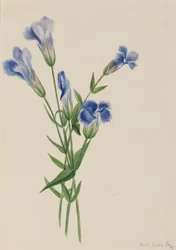 Gentiane frangée Gentiana crinita, 1905